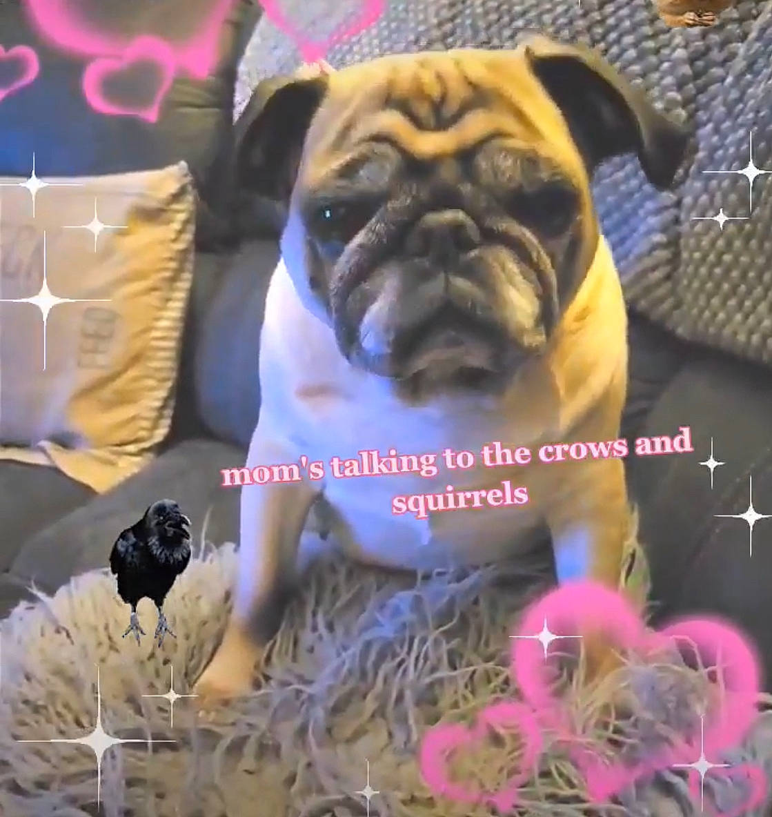 Sadee May joined the competition — help win amazing prizes! carnivore, companion_dog, dog, dog_breed, electric_blue, event, fawn, font, fur, grass, magenta, photo_caption, plant, pug, snout, sporting_group, toy_dog, vertebrate, whiskers, wrinkle