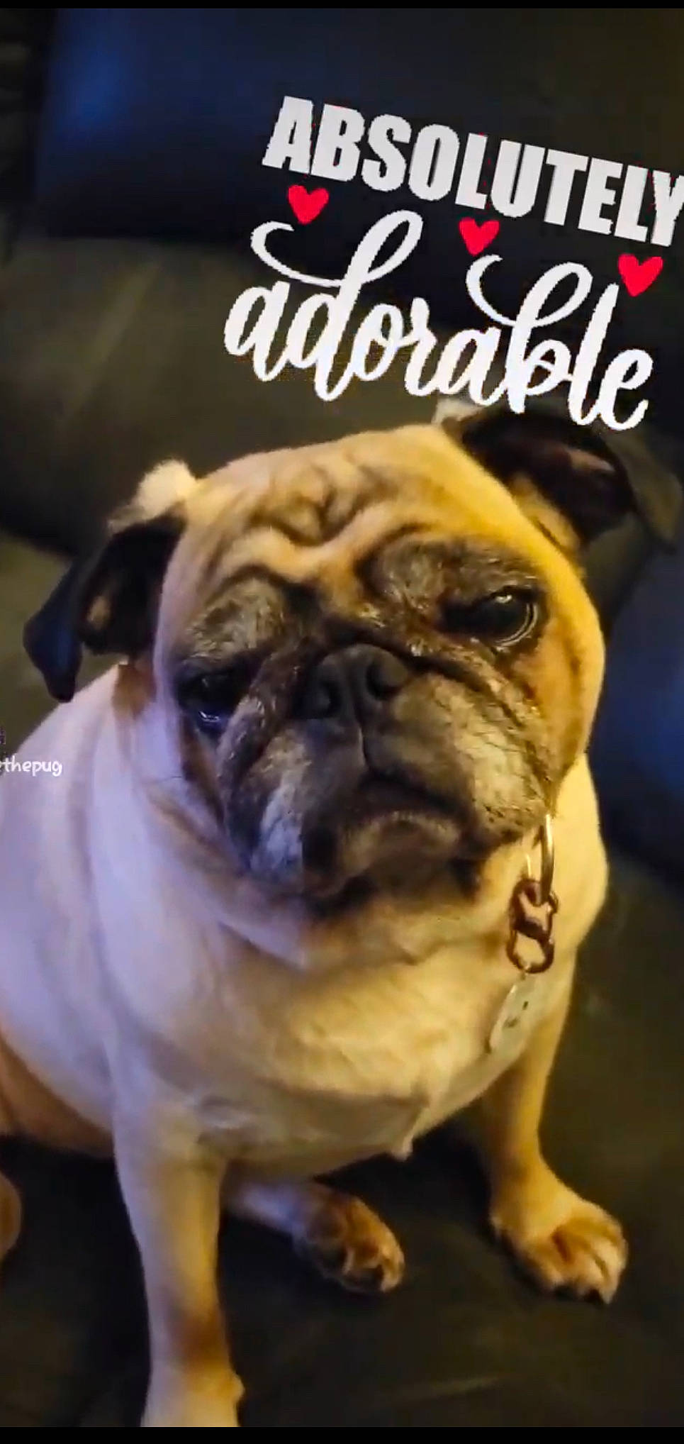 Sadee May is registered to the contest to win money with this photo: ancient_dog_breeds, canidae, carnivore, companion_dog, dog, dog_breed, fawn, font, hat, non_sporting_group, photo_caption, plant, pug, snout, sporting_group, terrestrial_animal, toy_dog, whiskers, working_animal, wrinkle