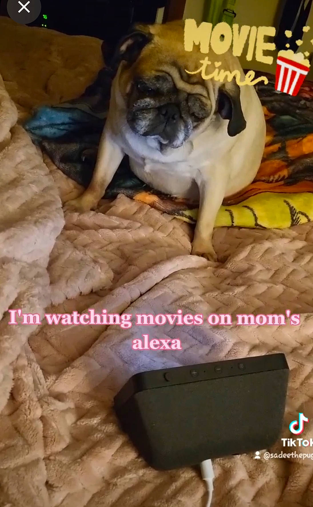 Sadee May joined the competition — help win amazing prizes! advertising, canidae, carnivore, comfort, companion_dog, dog, dog_breed, dog_supply, event, fawn, font, fur, magenta, non_sporting_group, photo_caption, pug, snout, sporting_group, wrinkle