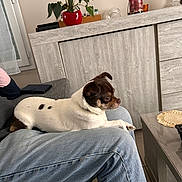 Tess participe au concours pour gagner de l'argent avec cette photo : dog, indoor, person, jeans, sofa, plant, potted_plant, table, wooden_cabinet, bottle, living_room, relaxed, pet, fur, brown_and_white, casual, home, comfort, resting, lap