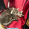 animal, cat, chair, cozy, cute, domestic_animal, ears, eyes, feline, friendship, fur, indoor, paw, pet, red_fabric, resting, snuggling, tabby_cat, two_animals, whiskers