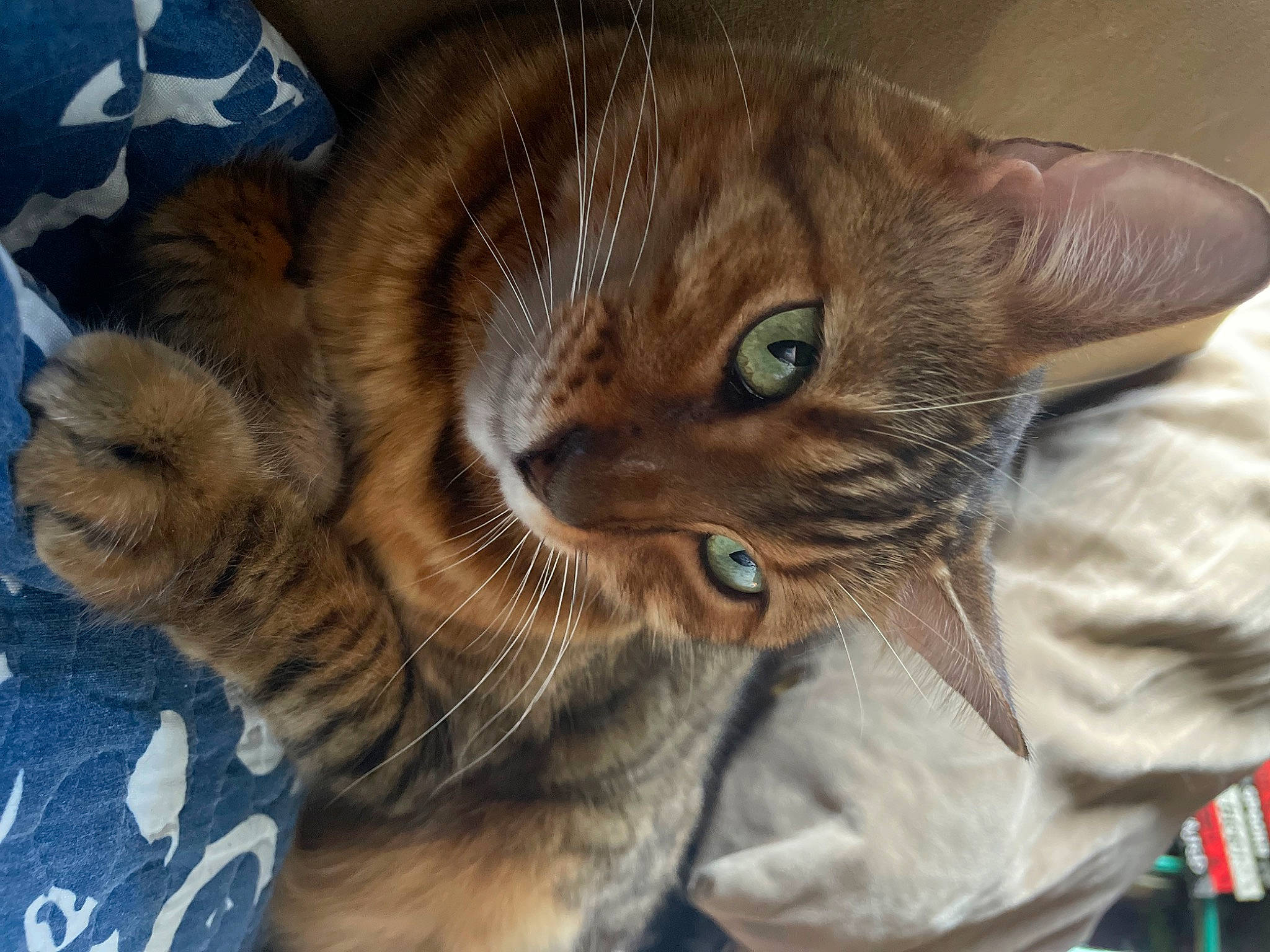 Charley joined the competition — help win amazing prizes! carnivore, cat, claw, comfort, domestic_short_haired_cat, ear, fawn, felidae, fur, gesture, liver, paw, sitting, small_to_medium_sized_cats, snout, tail, terrestrial_animal, whiskers