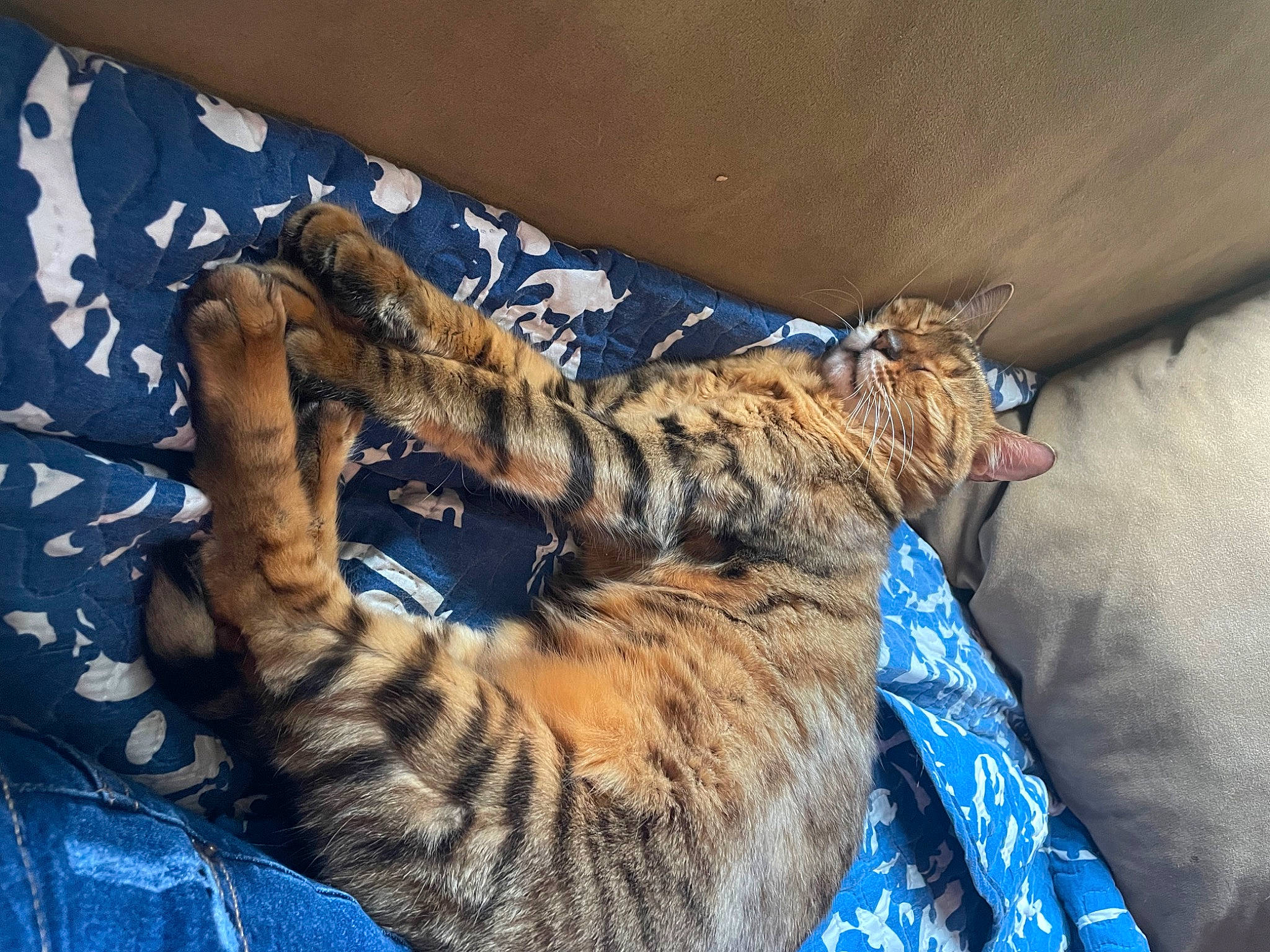 Charley joined the competition — help win amazing prizes! bed, canidae, carnivore, cat, claw, comfort, dog_breed, domestic_short_haired_cat, fawn, felidae, foot, fur, gesture, pattern, paw, small_to_medium_sized_cats, sporting_group, tail, terrestrial_animal, whiskers