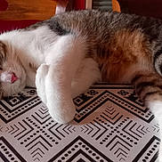 Timinou a rejoint le concours — aidez-le/la à gagner de superbes lots ! animal, brown, cat, comfort, cozy, cute, fur, indoor, nap, pattern, paw, pet, relaxed, resting, sleeping, striped, tabby, table, whiskers, white