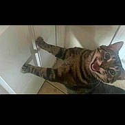 Pishy joined the competition — help win amazing prizes! cat, tabby_cat, meowing, mouth_open, paws, door, cabinet, indoor, tile_floor, pet, whiskers, fur, surprised, playful, cute, looking_up, portrait, screenshot, phone_status_bar, home