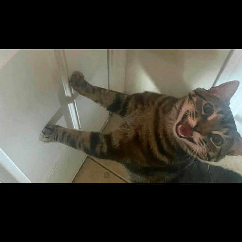Pishy joined the competition — help win amazing prizes! cabinet, cat, cute, door, fur, home, indoor, looking_up, meowing, mouth_open, paws, pet, phone_status_bar, playful, portrait, screenshot, surprised, tabby_cat, tile_floor, whiskers