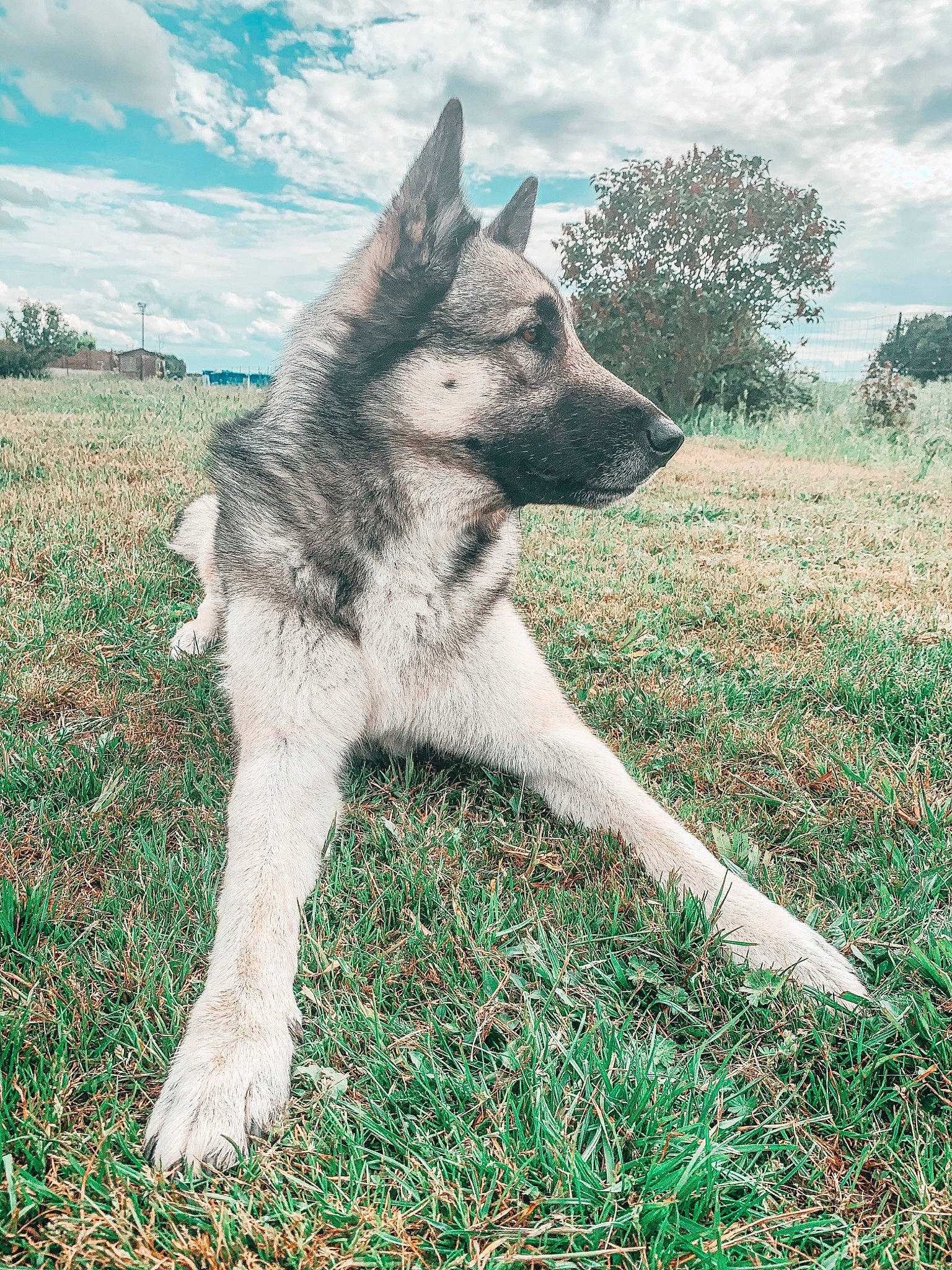 Enoch a rejoint le concours — aidez-le/la à gagner de superbes lots ! canidae, canis, carnivore, czechoslovakian_wolfdog, dog, dog_breed, german_shepherd_dog, grass, greenland_dog, mammal, northern_inuit_dog, norwegian_elkhound, plant, rare_breed_dog, saarloos_wolfdog, seppala_siberian_sleddog, siberian_husky, snout, vertebrate, wolfdog