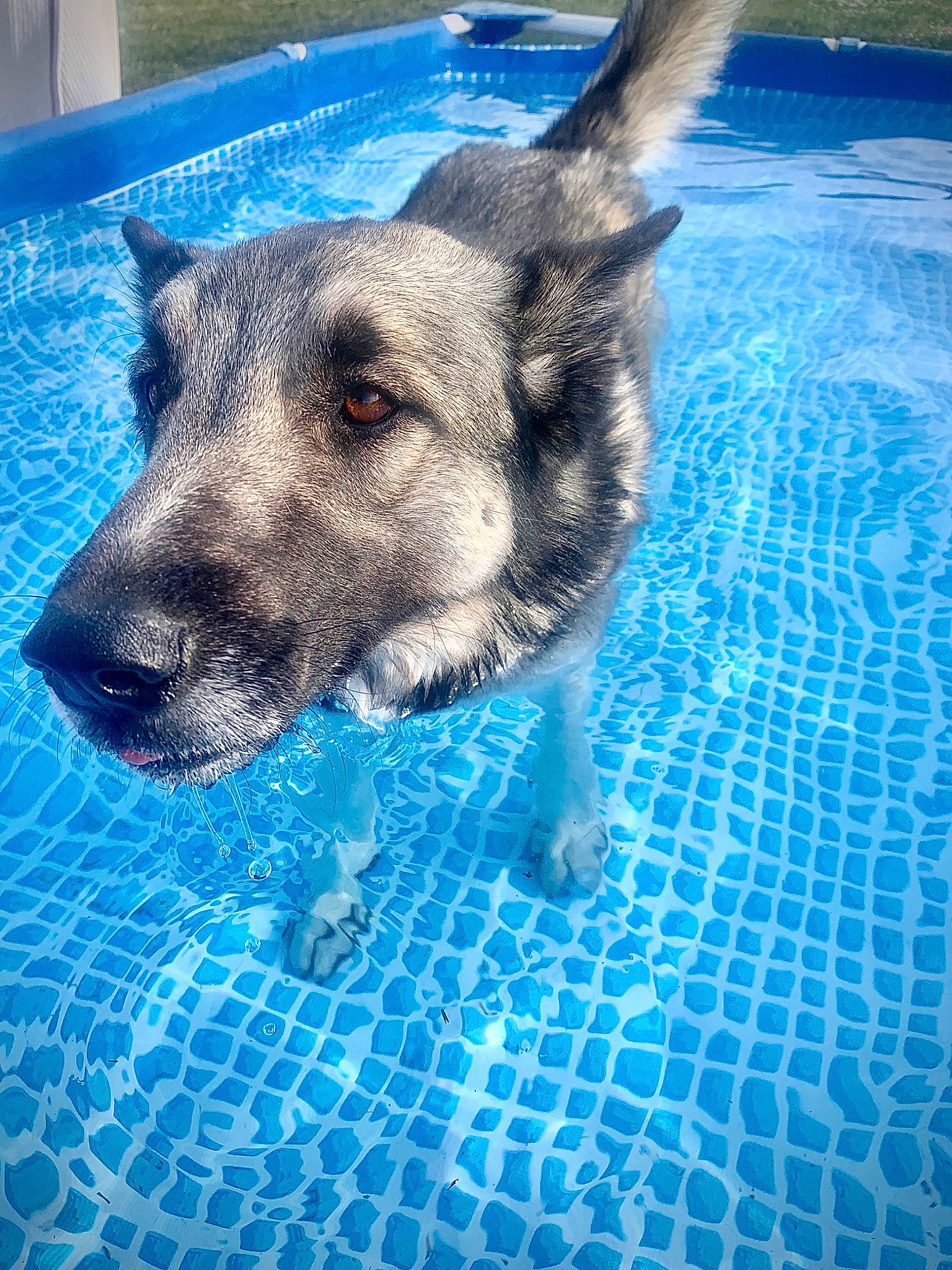 Enoch participe au concours pour gagner de l'argent avec cette photo : canidae, carnivore, dog, dog_breed, mammal, photography, sky, snout, sporting_group, vertebrate, water