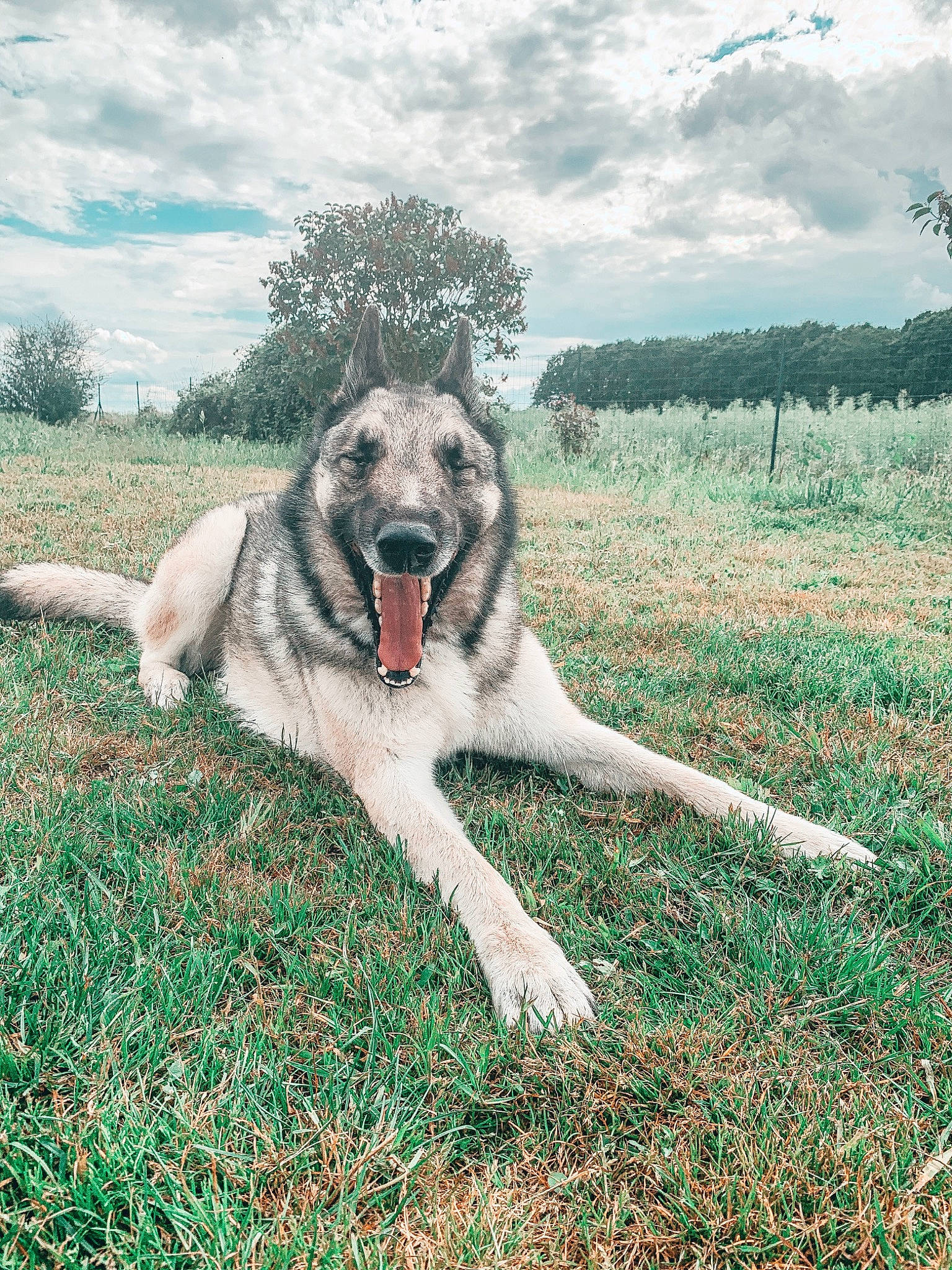 Enoch a rejoint le concours — aidez-le/la à gagner de superbes lots ! anatolian_shepherd_dog, canidae, carnivore, dog, dog_breed, grass, kangal_dog, livestock_guardian_dog, mammal, plant, sky, sporting_group, tree, vertebrate, wildlife