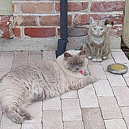Homie is registered to the contest to win money with this photo: animal, brick_wall, cat, closeup, cute, decor, feline, fluffy_cat, garden, green_eyes, grey_cat, outdoor, patio, pet, pipe, relaxing, resting, sitting, statue, stone_floor