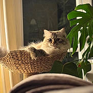 Scarlet a rejoint le concours — aidez-le/la à gagner de superbes lots ! basket, cat, cozy, curtains, cute, domestic_animal, fluffy_cat, fur, furniture, green_leaves, home, indoor, monstera, natural_light, pet, plant, relaxing, tail, window, woven_basket
