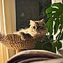 basket, cat, cozy, curtains, cute, domestic_animal, fluffy_cat, fur, furniture, green_leaves, home, indoor, monstera, natural_light, pet, plant, relaxing, tail, window, woven_basket