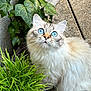 Scarlet participe au concours pour gagner de l'argent avec cette photo : adorable, animal, blue_eyes, cat, close_up, curious, daylight, feline, fluffy_fur, garden, green_plants, ivy, leaf, looking_up, nature, outdoor, pet, soft_fur, stone_path, whiskers