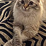 animal, cat, close_up, crossed_paws, cute, domestic_cat, eyes, feline, fluffy, fur, indoor, mammal, patterned_rug, paws, pet, relaxed, sitting, soft, tabby, whiskers