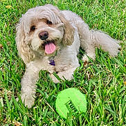 Ralphie joined the competition — help win amazing prizes! dog, grass, green, tennis_ball, playful, tongue_out, happy, pet, outdoor, animal, cute, fluffy, fur, nature, summer, collar, toy, canine, laying, close_up