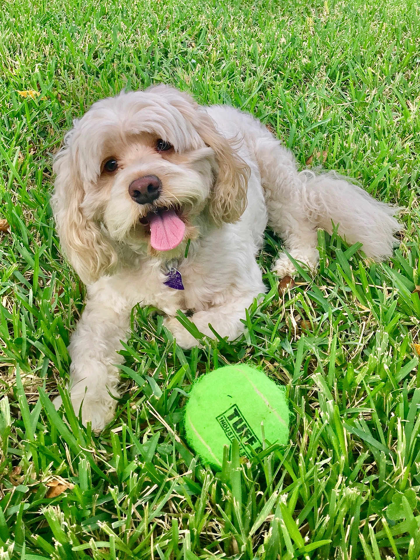 Ralphie joined the competition — help win amazing prizes! dog, grass, green, tennis_ball, playful, tongue_out, happy, pet, outdoor, animal, cute, fluffy, fur, nature, summer, collar, toy, canine, laying, close_up
