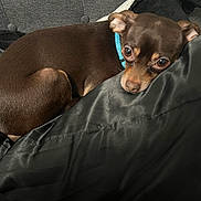 Miles is registered to the contest to win money with this photo: dog, brown_dog, small_dog, pet, collar, blanket, couch, indoor, resting, fur, canine, closeup, animal, cozy, looking, black_blanket, gray_couch, relaxed, companion, domestic