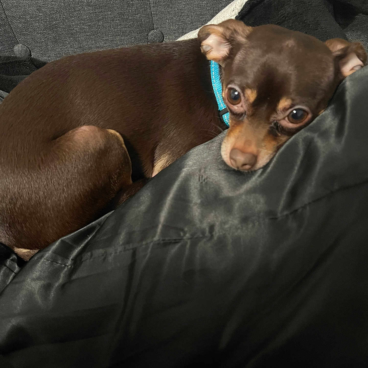 Miles is registered to the contest to win money with this photo: animal, black_blanket, blanket, brown_dog, canine, closeup, collar, companion, couch, cozy, dog, domestic, fur, gray_couch, indoor, looking, pet, relaxed, resting, small_dog