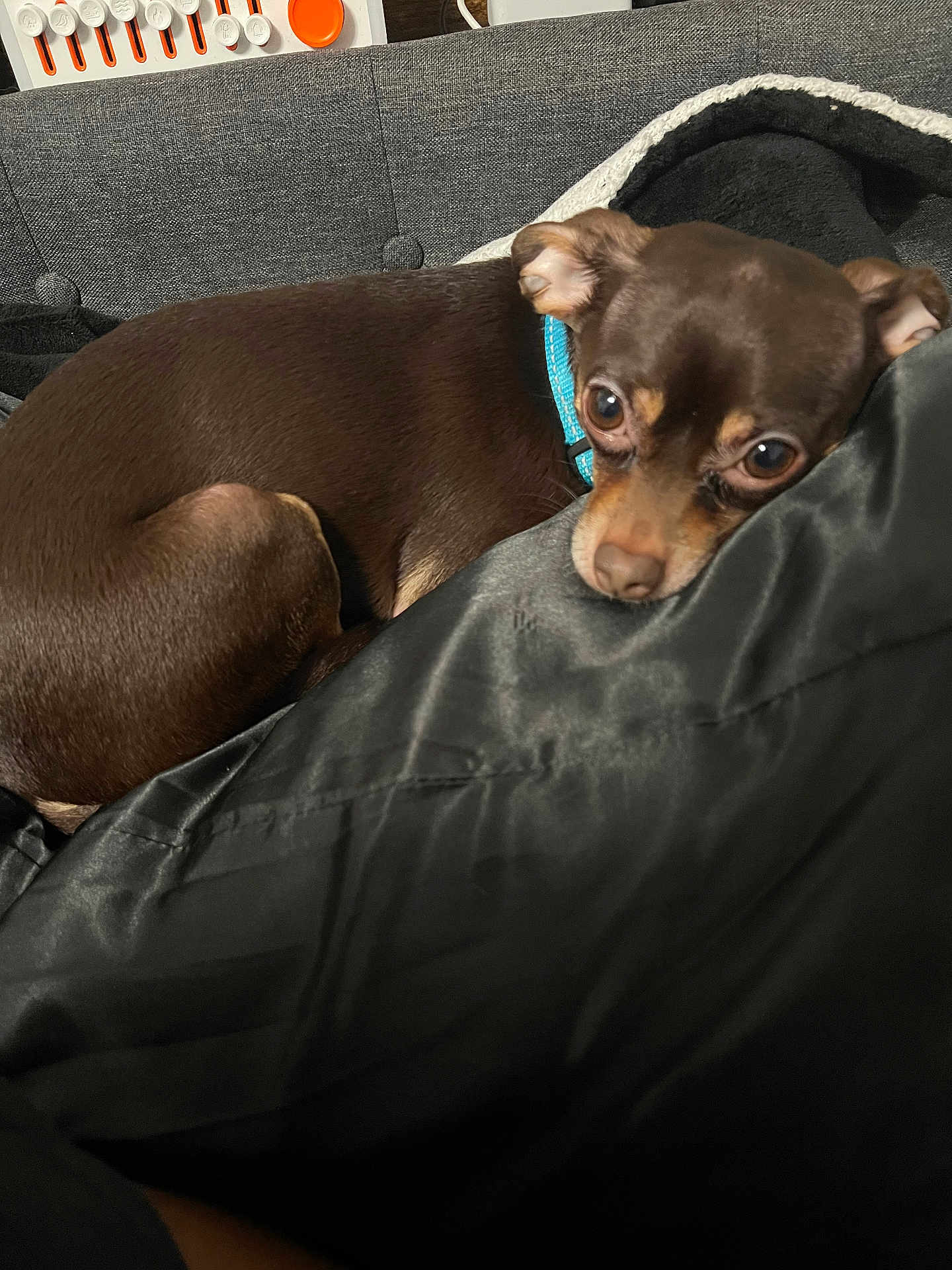 Miles is registered to the contest to win money with this photo: dog, brown_dog, small_dog, pet, collar, blanket, couch, indoor, resting, fur, canine, closeup, animal, cozy, looking, black_blanket, gray_couch, relaxed, companion, domestic