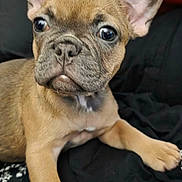 Lola is registered to the contest to win money with this photo: dog, puppy, french_bulldog, pet, close_up, portrait, ears, paws, nose, eyes, wrinkles, fur, fawn_coat, indoor, bed, blanket, black_bedding, cute, young, looking_at_camera