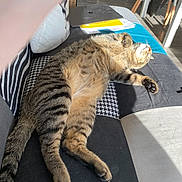 Cacharel a rejoint le concours — aidez-le/la à gagner de superbes lots ! cat, tabby, pet, animal, couch, furniture, sunlight, indoor, relaxing, sleeping, patchwork, laptop, papers, floor, home, cozy, paw, striped, whiskers, domestic