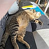 animal, cat, couch, cozy, domestic, floor, furniture, home, indoor, laptop, papers, patchwork, paw, pet, relaxing, sleeping, striped, sunlight, tabby, whiskers
