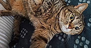 Cacharel participe au concours pour gagner de l'argent avec cette photo : cat, tabby, pet, animal, feline, paw_print, blanket, cozy, stretching, curious_eyes, whiskers, indoor, resting, cute, fur, relaxed, close_up, soft_texture, comfortable, playful