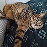 animal, blanket, cat, close_up, comfortable, cozy, curious_eyes, cute, feline, fur, indoor, paw_print, pet, playful, relaxed, resting, soft_texture, stretching, tabby, whiskers