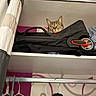Cacharel participe au concours pour gagner de l'argent avec cette photo : cat, tabby_cat, closet, hanger, black_bag, curtain, shelf, curious, pet, indoor, storage, clothing, eyes, ears, furniture, household, domestic, animal, fur, whiskers