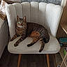 Cacharel a rejoint le concours — aidez-le/la à gagner de superbes lots ! cat, tabby_cat, chair, furniture, indoor, pet, animal, wooden_leg, home, shelf, relaxing, feline, fur, green_eyes, cozy, texture, floor, domestic, resting, curious