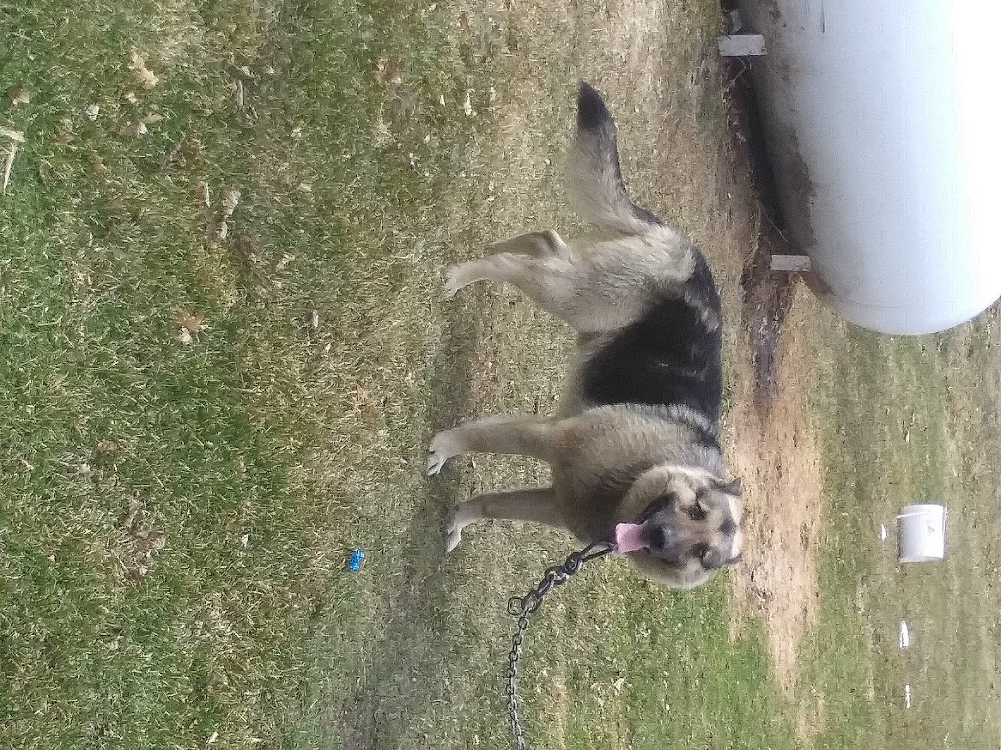 Rocky joined the competition — help win amazing prizes! canidae, carnivore, companion_dog, dog, dog_breed, fawn, grass, mustelidae, pet_supply, snout, soil, sporting_group, tail, terrestrial_animal, wildlife, working_animal