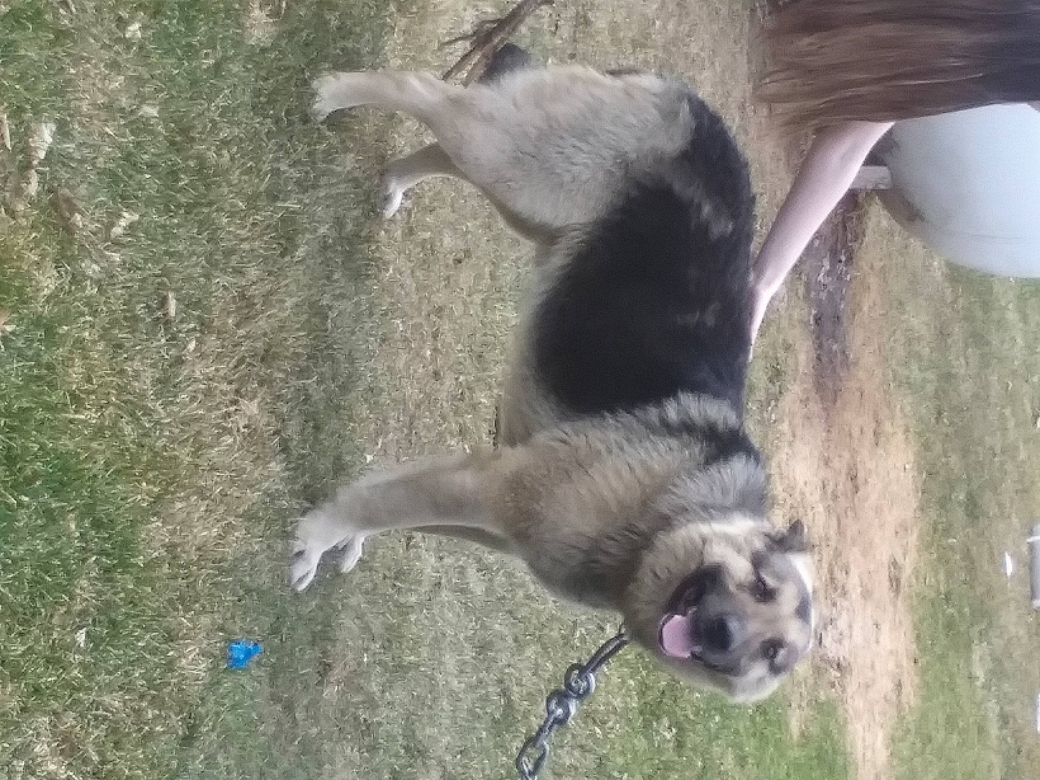 Rocky is registered to the contest to win money with this photo: black_footed_ferret, canidae, carnivore, claw, dog_breed, ferret, fur, grass, marsupial, mustelidae, mustelinae, paw, polecat, procyonidae, tail, terrestrial_animal, viverridae