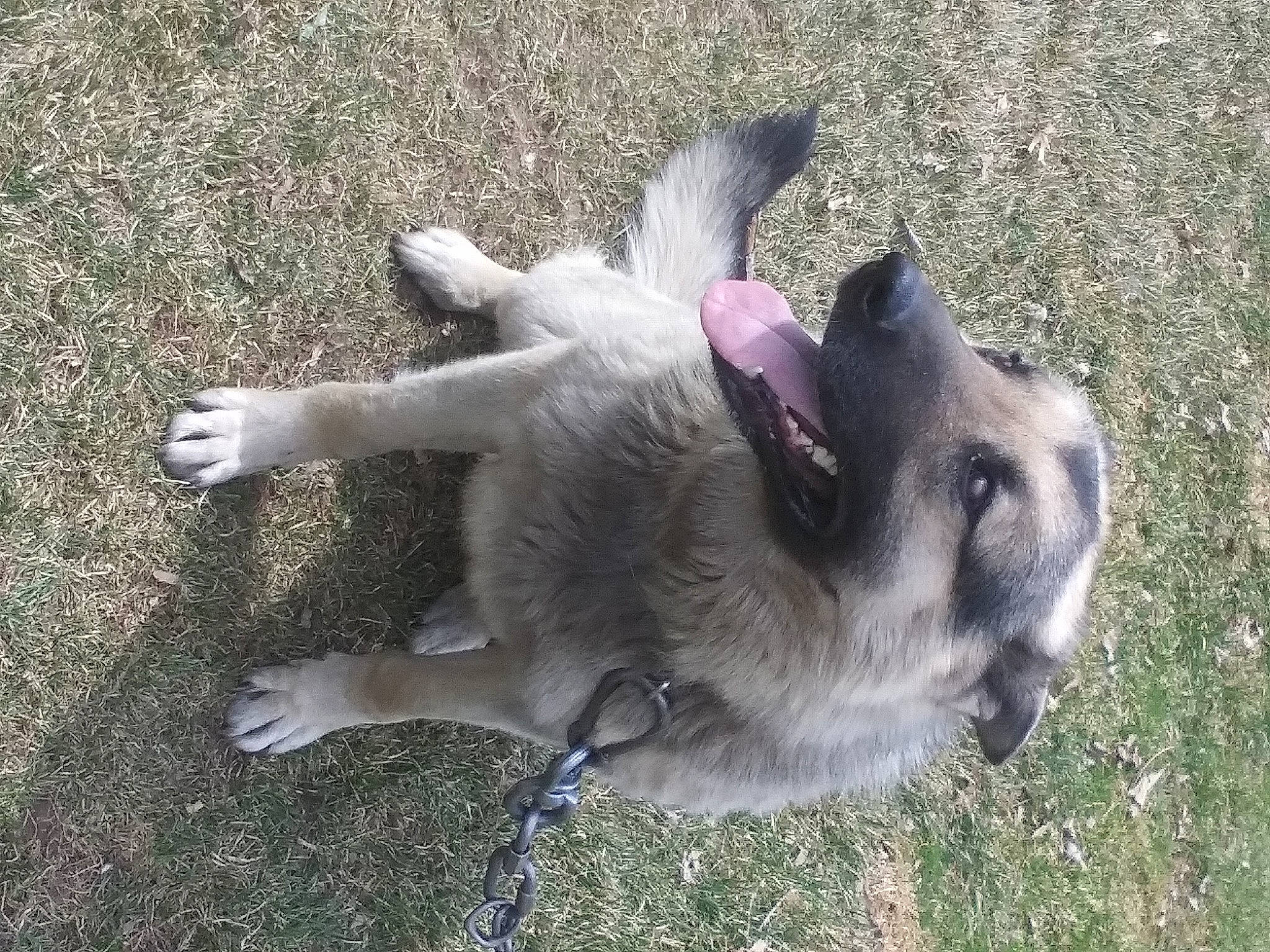 Rocky joined the competition — help win amazing prizes! canidae, carnivore, collar, companion_dog, dog, dog_breed, fawn, grass, non_sporting_group, snout, sporting_group, tail, working_animal, working_dog