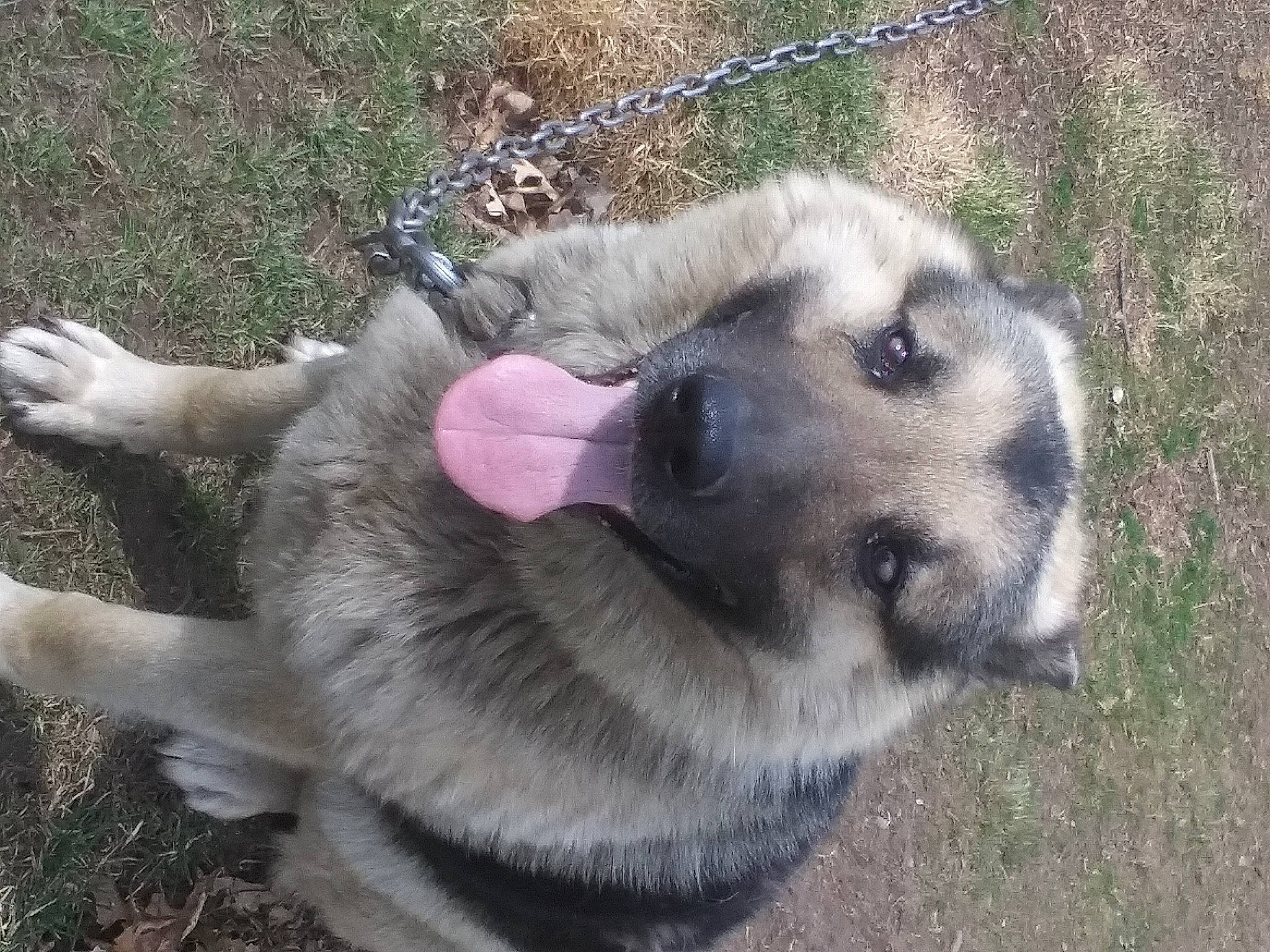 Rocky joined the competition — help win amazing prizes! canidae, carnivore, collar, companion_dog, dog, dog_breed, dog_collar, dog_supply, fawn, fur, grass, leash, paw, pet_supply, plant, sled_dog, snout, sporting_group, terrestrial_animal, working_animal