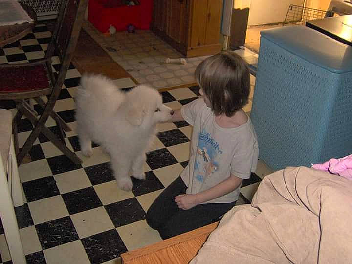 Buddy joined the competition — help win amazing prizes! carnivore, chair, chest_of_drawers, comfort, companion_dog, dog, dog_breed, felidae, floor, flooring, fun, hardwood, living_room, play, room, small_to_medium_sized_cats, television, toddler, toy_dog, wood
