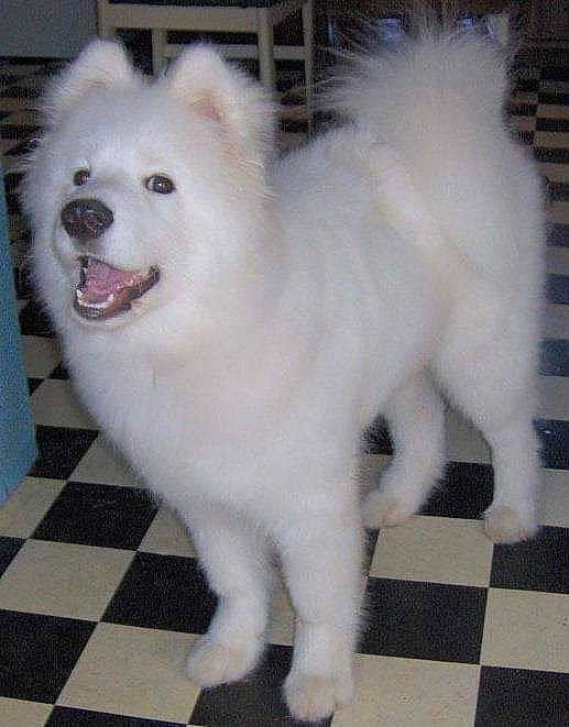 Buddy joined the competition — help win amazing prizes! cage, canidae, carnivore, companion_dog, dog, dog_breed, fang, fawn, felidae, flooring, fur, iris, japanese_spitz, snout, spitz, sporting_group, tail, volpino_italiano, whiskers, white