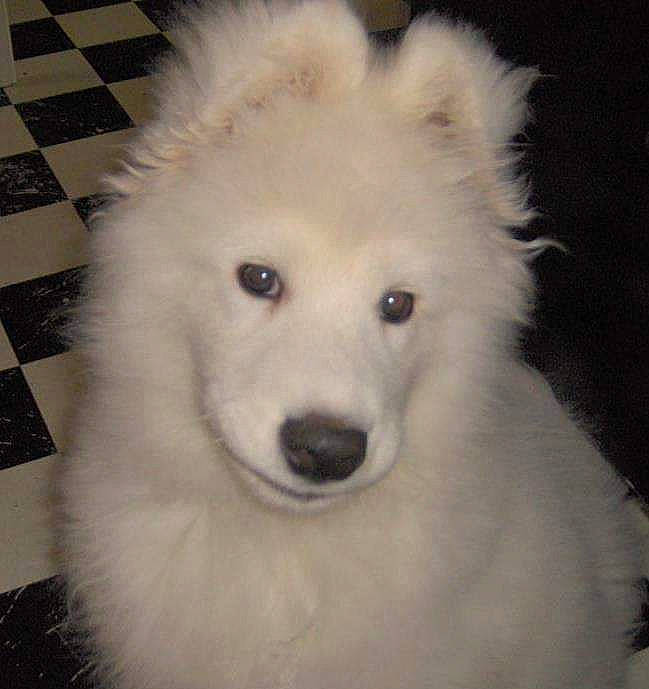 Buddy is registered to the contest to win money with this photo: canidae, carnivore, companion_dog, dog, dog_breed, eye, flooring, fur, giant_dog_breed, hair, head, jaw, non_sporting_group, puppy, samoyed, snout, sporting_group, volpino_italiano, whiskers, working_animal