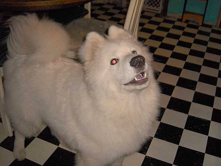 Buddy