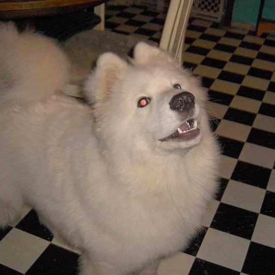 Buddy