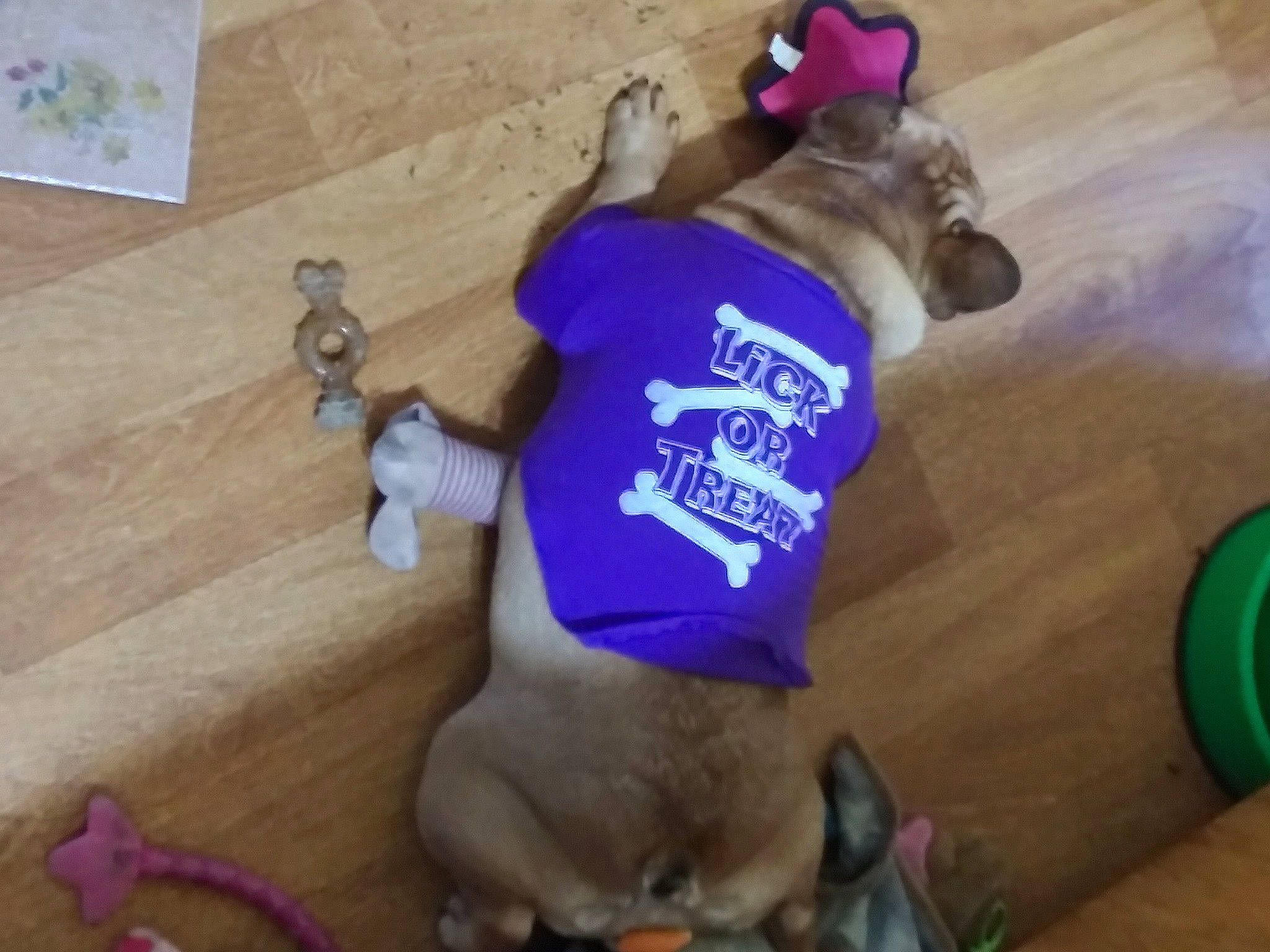 Impala joined the competition — help win amazing prizes! carnivore, collar, companion_dog, dog, dog_breed, dog_clothes, dog_supply, fawn, flooring, hardwood, leash, paw, pet_supply, snout, sporting_group, t_shirt, tail, toy_dog, wood, working_animal
