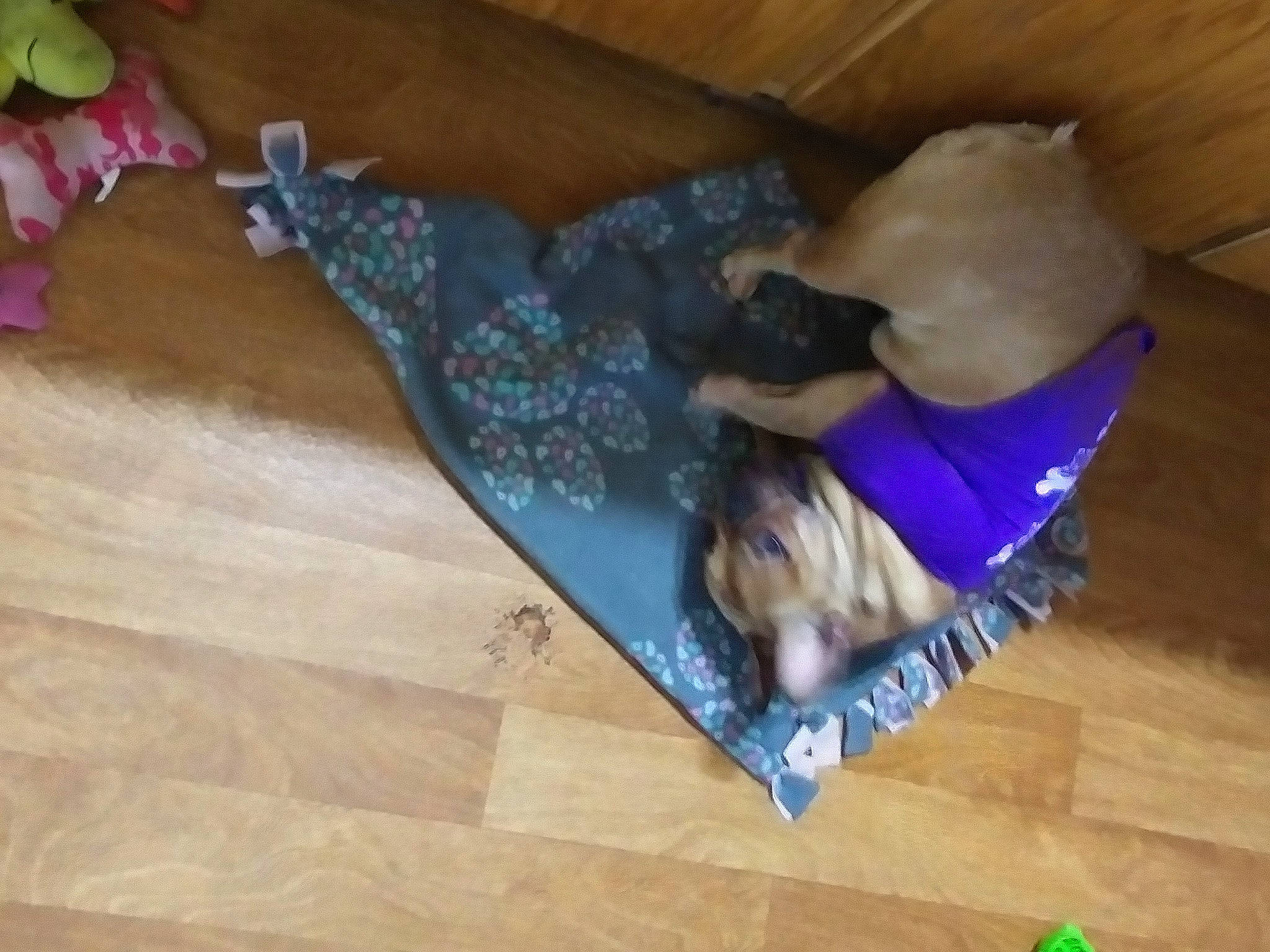 Impala is registered to the contest to win money with this photo: carnivore, comfort, companion_dog, dog_breed, fawn, felidae, floor, flooring, hardwood, linens, magenta, play, publication, room, stuffed_toy, t_shirt, tail, toy, wood, wood_stain
