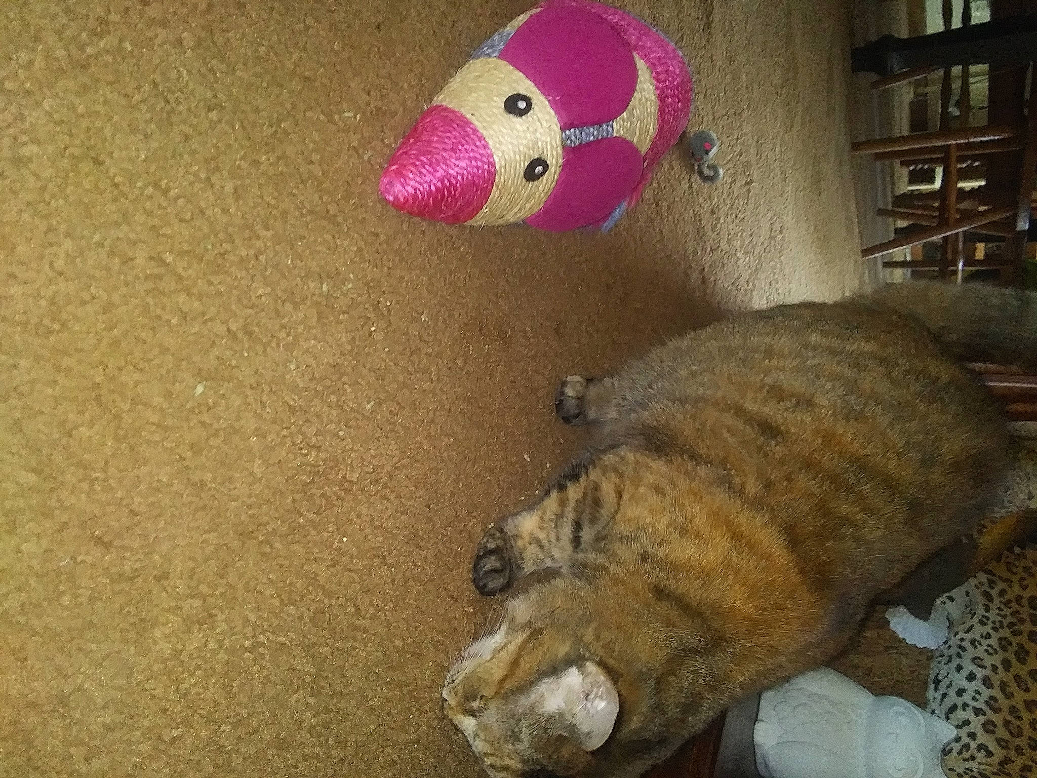 Amber is registered to the contest to win money with this photo: art, baby_toys, carnivore, comfort, companion_dog, dog_breed, domestic_short_haired_cat, felidae, fur, paw, plush, room, shelf, small_to_medium_sized_cats, snout, stuffed_toy, tail, terrestrial_animal, toy, whiskers