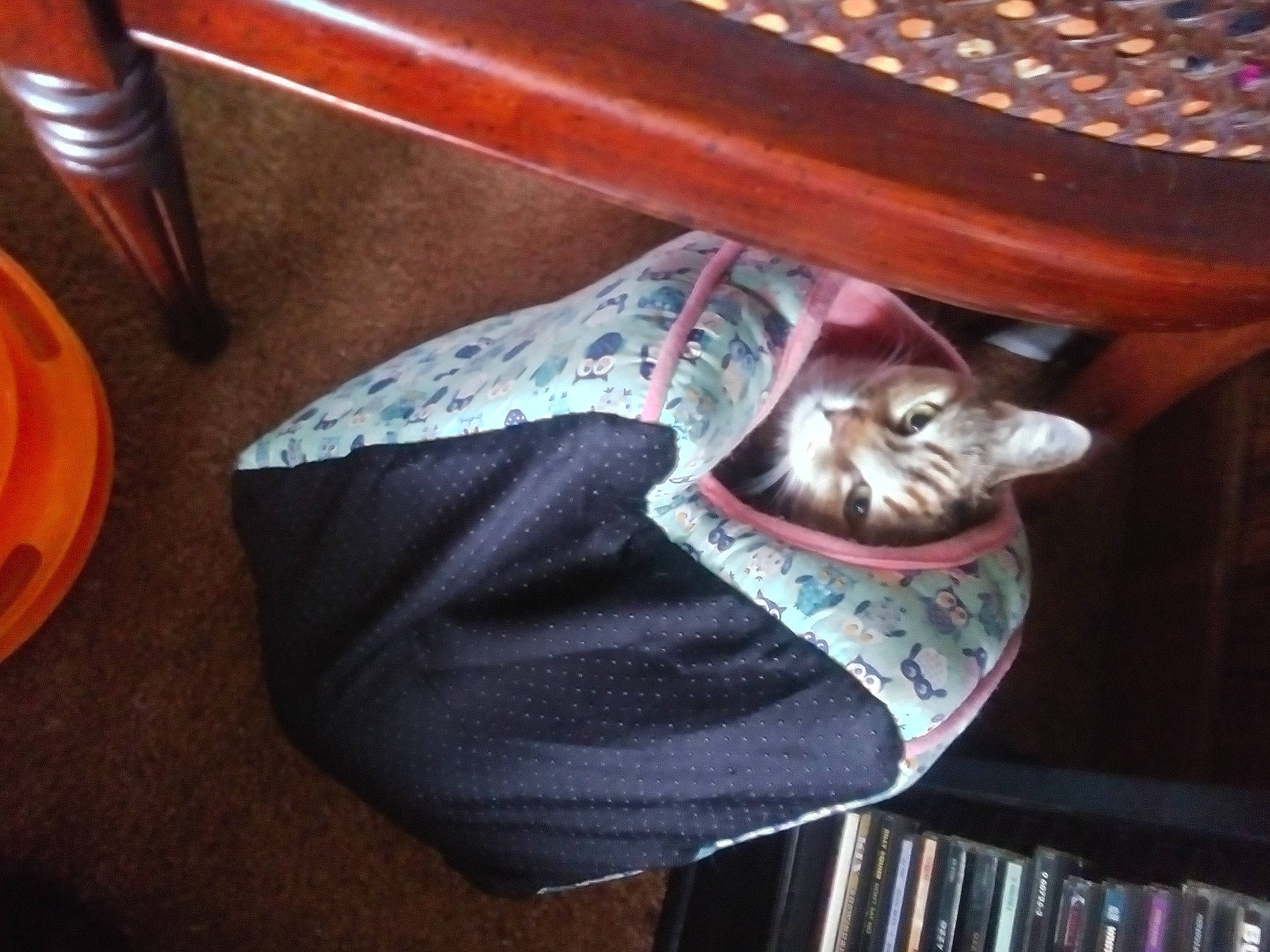 Amber joined the competition — help win amazing prizes! bookcase, carmine, carnivore, cat, cat_supply, comfort, domestic_short_haired_cat, fashion_accessory, felidae, fur, linens, metal, musical_instrument, small_to_medium_sized_cats, sports_equipment, tail, whiskers, wood
