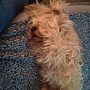 Bella is registered to the contest to win money with this photo: dog, fluffy, curly_hair, blanket, blue_blanket, indoor, relaxing, sleeping, pet, canine, fur, cozy, resting, shoe, person, leg, floor, wood_floor, comfort, companion