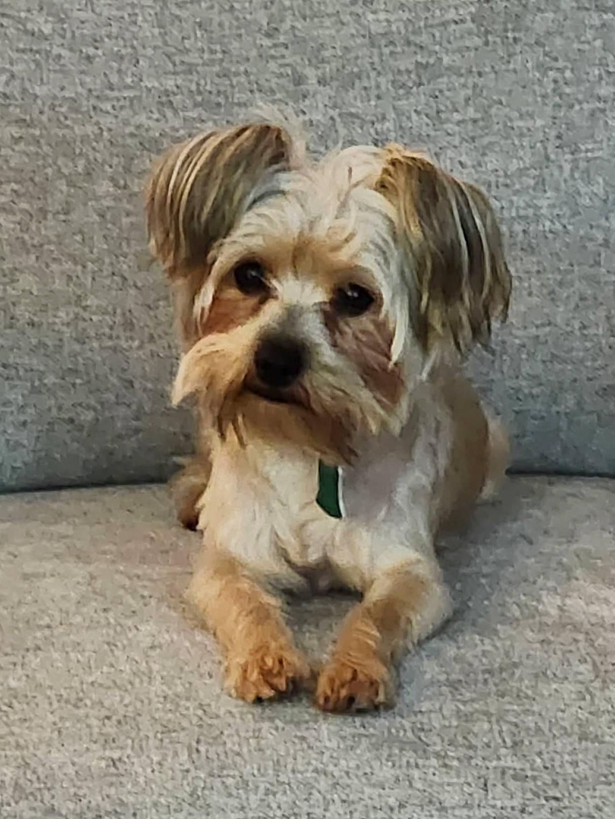 Bella joined the competition — help win amazing prizes! biewer_terrier, canidae, carnivore, companion_dog, dog, dog_breed, dog_clothes, dog_supply, fur, liver, maltepoo, poodle_crossbreed, puppy, small_terrier, snout, sporting_group, terrier, toy_dog, water_dog, working_animal