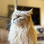 Gribouille a rejoint le concours — aidez-le/la à gagner de superbes lots ! cat, fluffy, long_hair, green_eyes, indoor, pet, feline, close_up, portrait, animal, domestic_cat, whiskers, cute, soft_light, focused, background_blur, sitting, calm, cozy, home