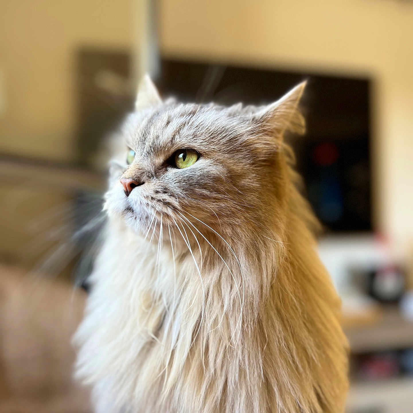 Gribouille a rejoint le concours — aidez-le/la à gagner de superbes lots ! cat, fluffy, long_hair, green_eyes, indoor, pet, feline, close_up, portrait, animal, domestic_cat, whiskers, cute, soft_light, focused, background_blur, sitting, calm, cozy, home