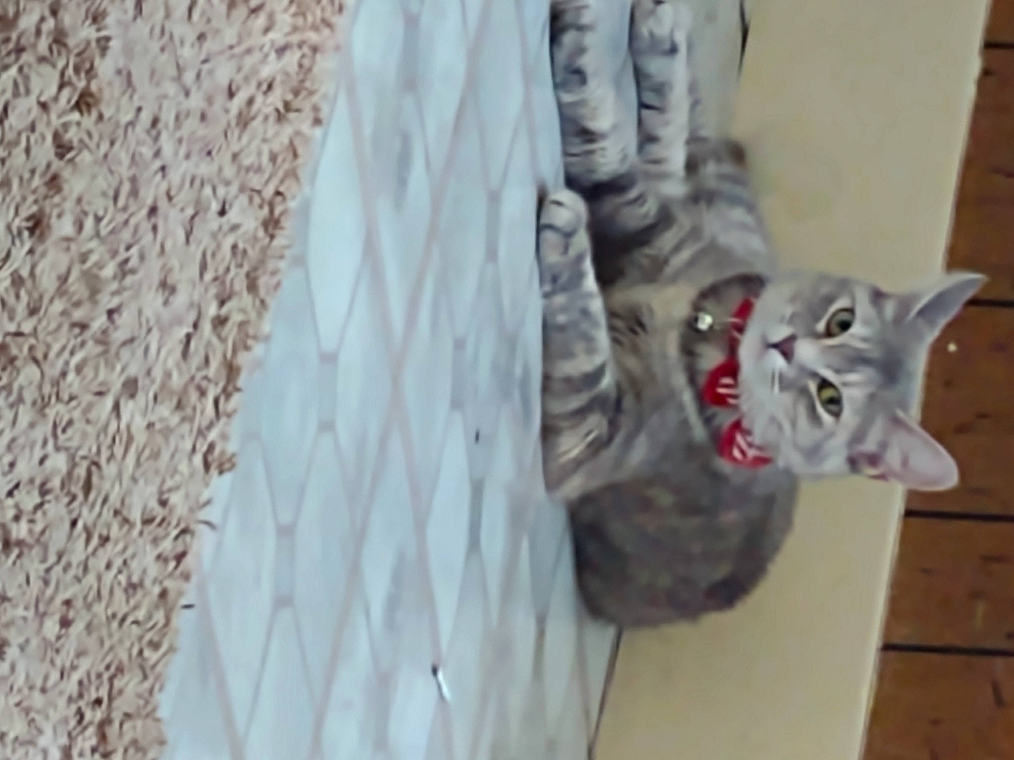 Billie is registered to the contest to win money with this photo: carnivore, cat, denim, domestic_short_haired_cat, felidae, flooring, fur, grey, linens, pattern, peach, room, russian_blue, sleeve, small_to_medium_sized_cats, tail, textile, top, whiskers, wood