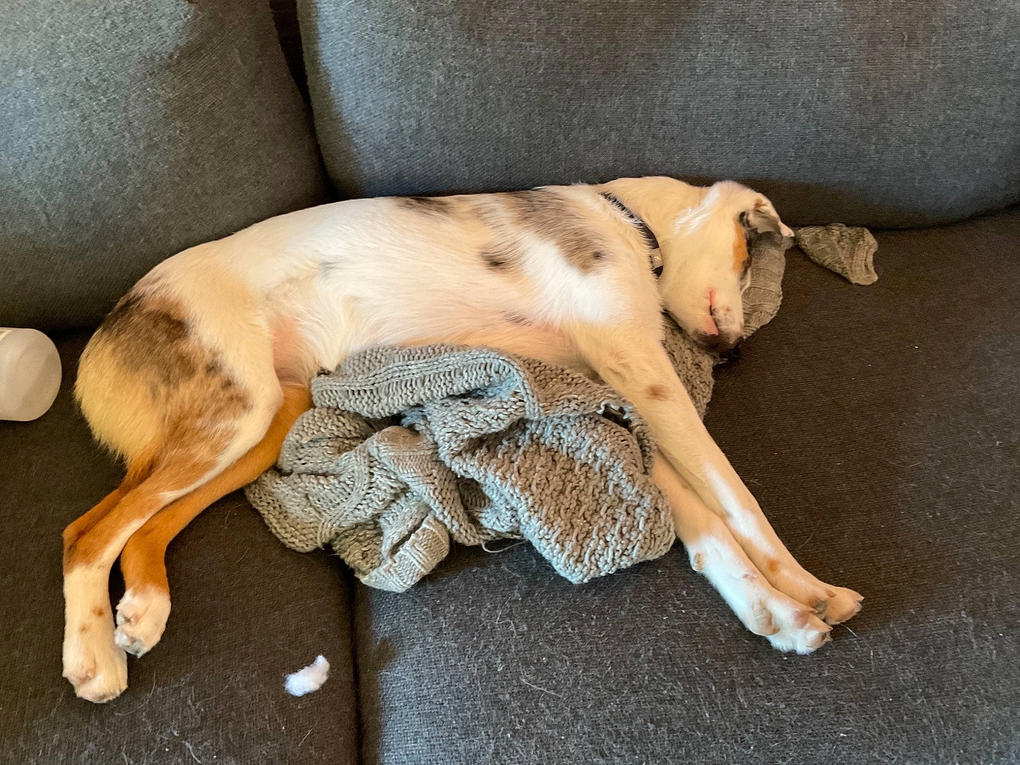 Radar joined the competition — help win amazing prizes! barechested, canidae, carnivore, collar, comfort, companion_dog, dog, dog_breed, dog_collar, dog_supply, fawn, human_leg, linens, paw, snout, sporting_group, tail, toy, wood, working_animal