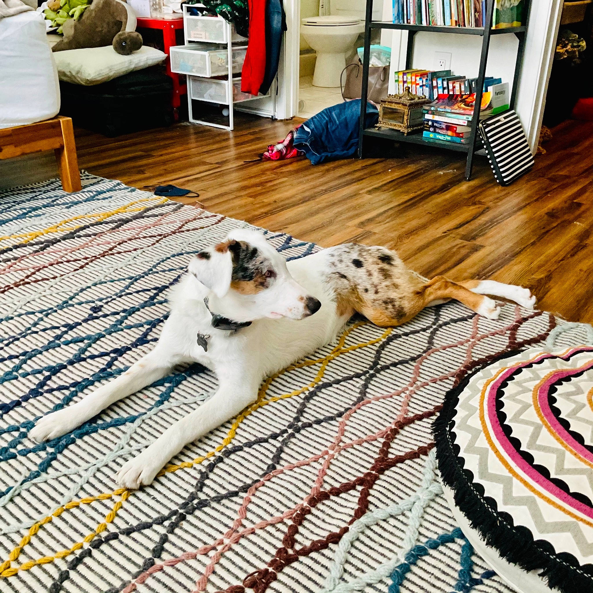 Radar joined the competition — help win amazing prizes! bookcase, carnivore, comfort, companion_dog, dog, dog_breed, felidae, floor, flooring, hardwood, laminate_flooring, leisure, linens, living_room, publication, room, shelf, shelving, small_to_medium_sized_cats, wood